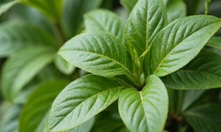 Liście Gymnema Sylvestre